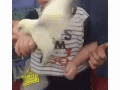 ppaap.gif